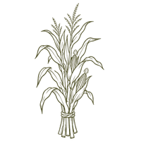 Cornstalks Cornstalks